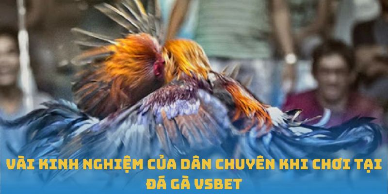 Vài kinh nghiệm của dân chuyên khi chơi tại đá gà VSBET