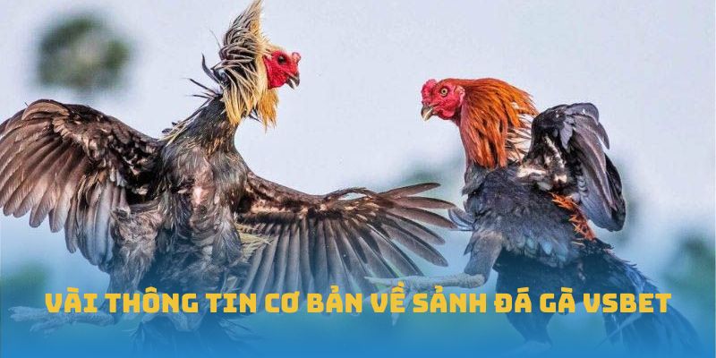 Vài thông tin cơ bản về sảnh đá gà VSBET